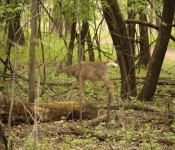 FortSnelling 2014 05 24 013